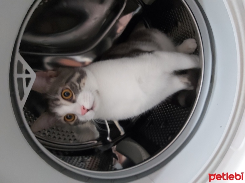 Tekir Kedi, Kedi  inci ve şeker fotoğrafı