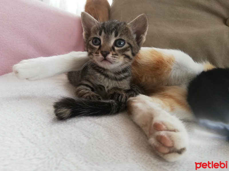 Tekir Kedi, Kedi  Behlül fotoğrafı