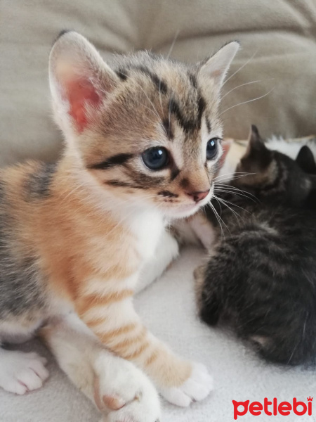 Tekir Kedi, Kedi  Behlül fotoğrafı