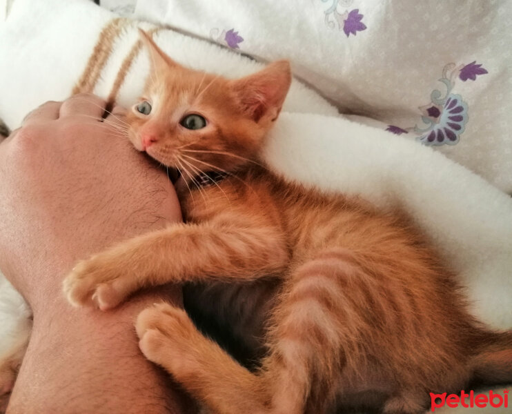 Sarman, Kedi  Simba fotoğrafı