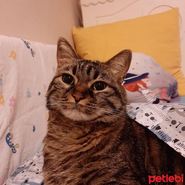 Tekir Kedi, Kedi  Patiş fotoğrafı