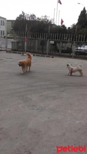 Golden Retriever, Köpek  TARCIN fotoğrafı