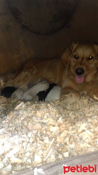 Golden Retriever, Köpek  TARCIN fotoğrafı