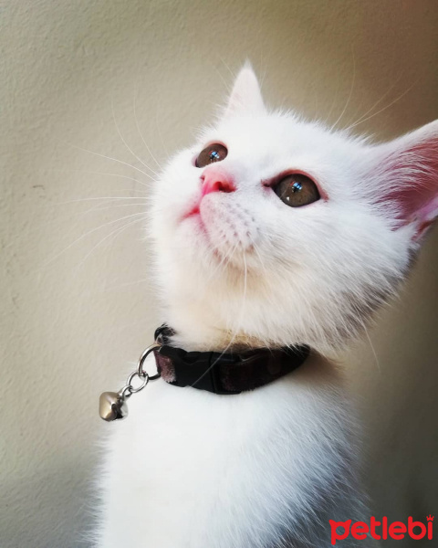 İran Kedisi (Persian), Kedi  Sezar Jr. fotoğrafı