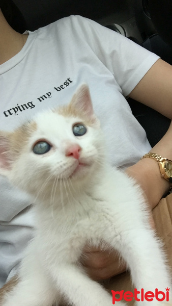 Tekir Kedi, Kedi  Lokum fotoğrafı