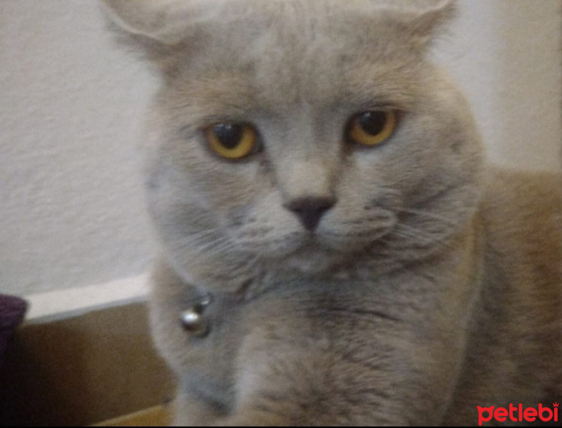 British Shorthair, Kedi  Freud fotoğrafı