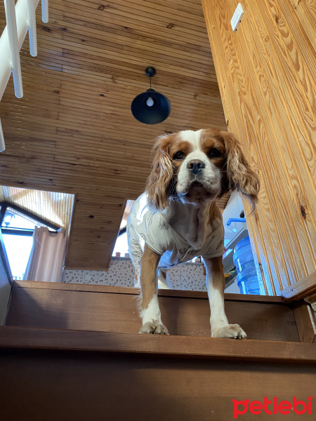 Cavalier King Charles Spanieli, Köpek  Leon fotoğrafı