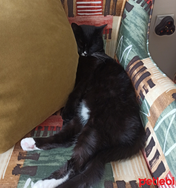 Tuxedo (Smokin) Kedi, Kedi  Şeker fotoğrafı