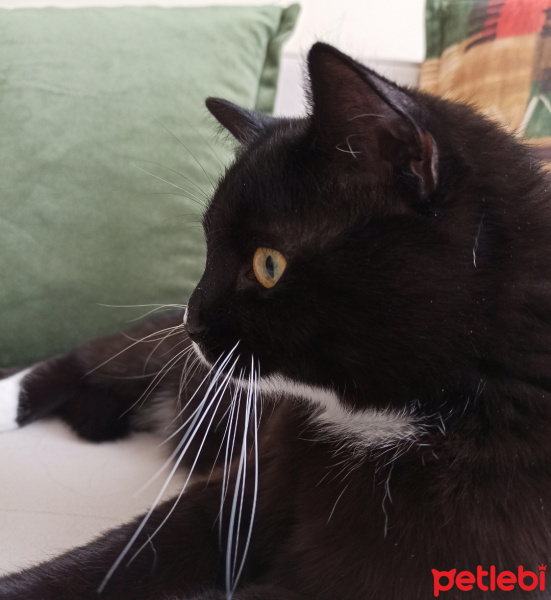 Tuxedo (Smokin) Kedi, Kedi  Şeker fotoğrafı