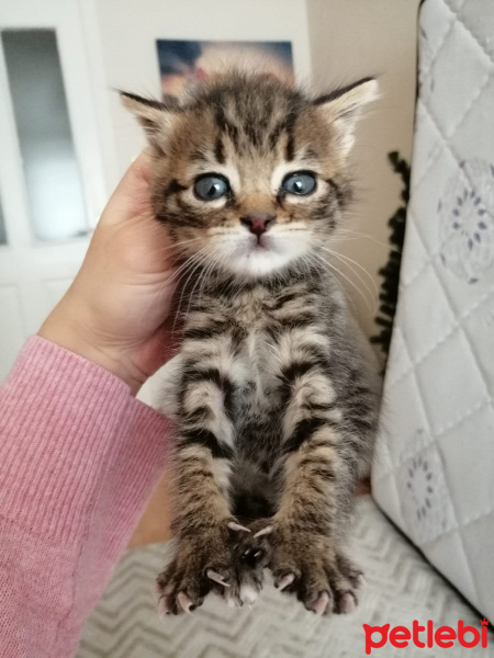 Tekir Kedi, Kedi  İsimsiz fotoğrafı