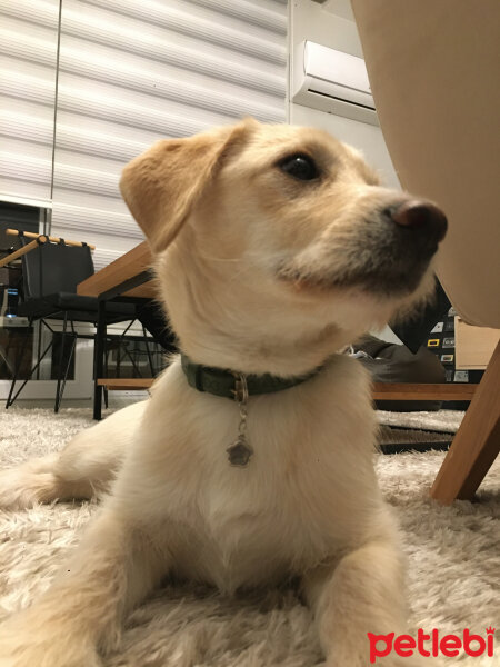 Labrador Retriever, Köpek  Waltz fotoğrafı