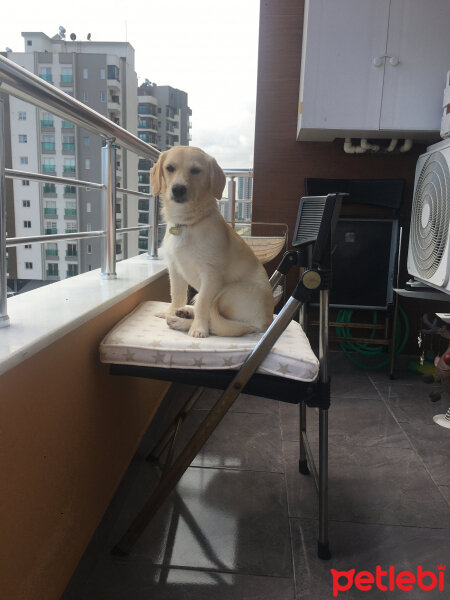 Labrador Retriever, Köpek  Waltz fotoğrafı