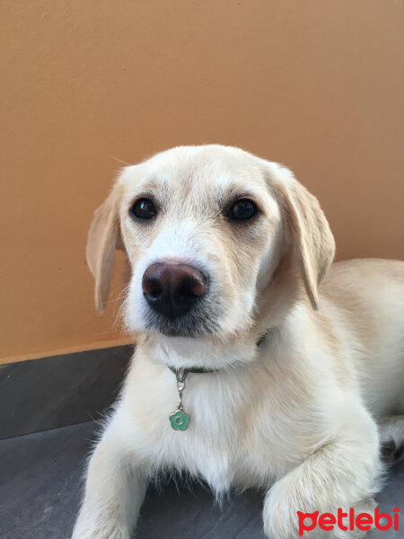 Labrador Retriever, Köpek  Waltz fotoğrafı