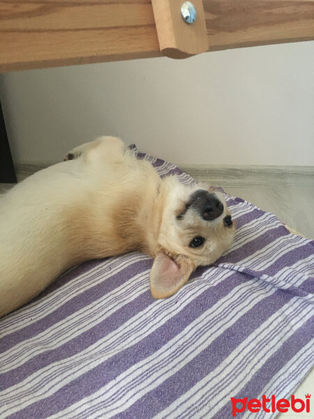 Labrador Retriever, Köpek  Waltz fotoğrafı