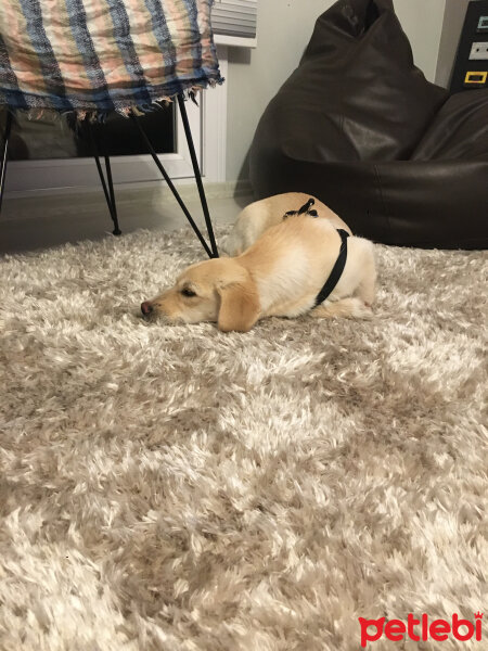 Labrador Retriever, Köpek  Waltz fotoğrafı