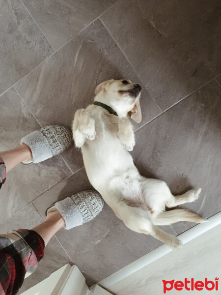 Labrador Retriever, Köpek  Waltz fotoğrafı