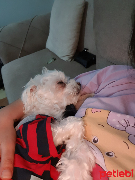 Maltese, Köpek  Sedat fotoğrafı