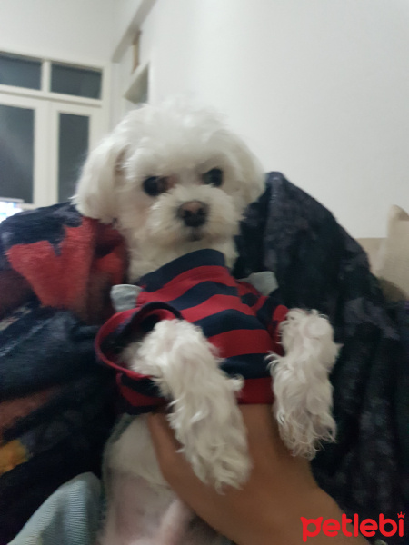 Maltese, Köpek  Sedat fotoğrafı