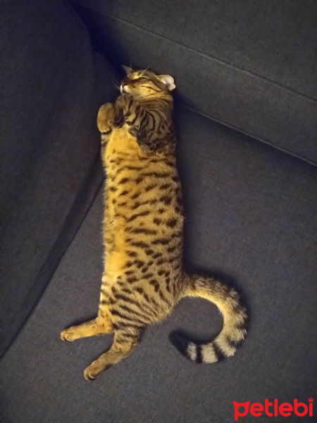 Tekir Kedi, Kedi  Atiba fotoğrafı