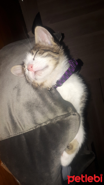 Norwegian Forest, Kedi  Leyla fotoğrafı
