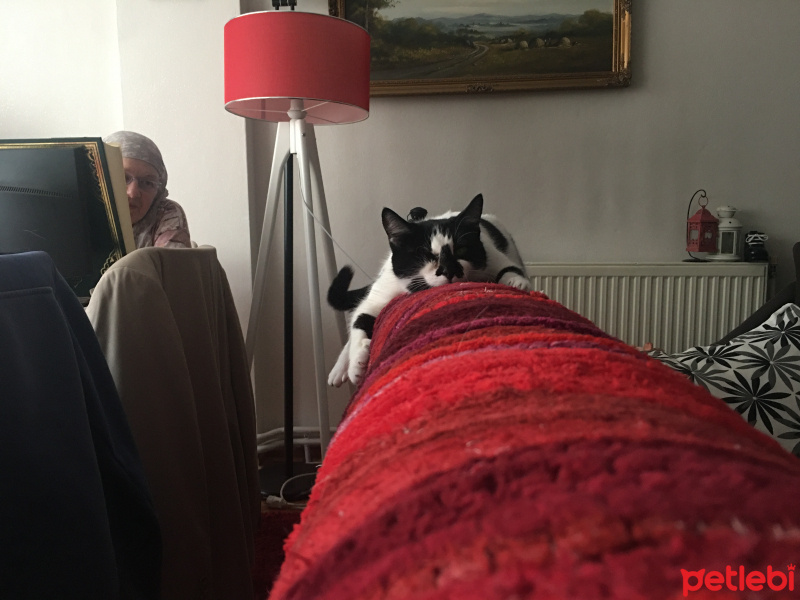 Tekir Kedi, Kedi  Benek fotoğrafı