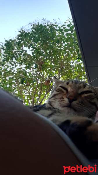 Tekir Kedi, Kedi  Paşa fotoğrafı