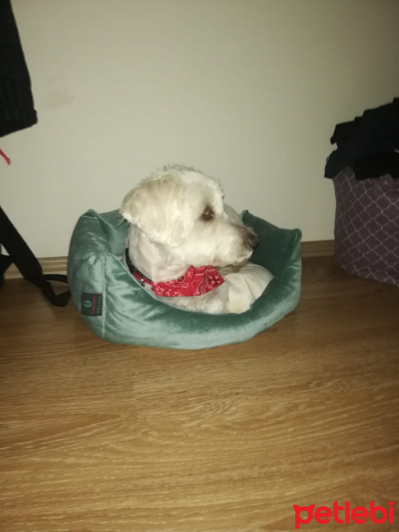 Maltese, Köpek  Puppy fotoğrafı
