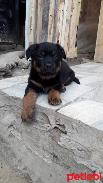 Rottweiler, Köpek  AŞİL fotoğrafı