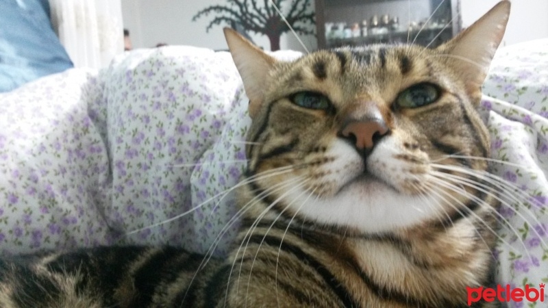 Tekir Kedi, Kedi  Şanslı fotoğrafı