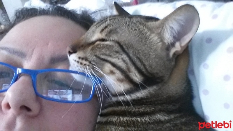 Tekir Kedi, Kedi  Şanslı fotoğrafı