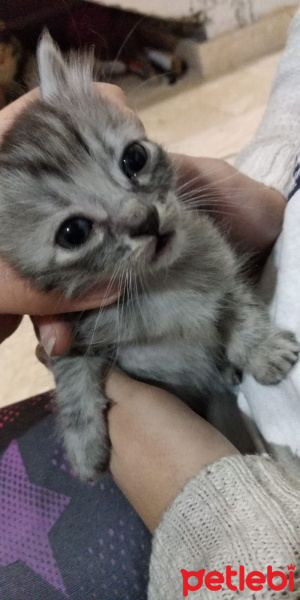 Tekir Kedi, Kedi  Boncuk fotoğrafı