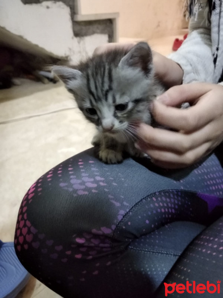 Tekir Kedi, Kedi  Boncuk fotoğrafı