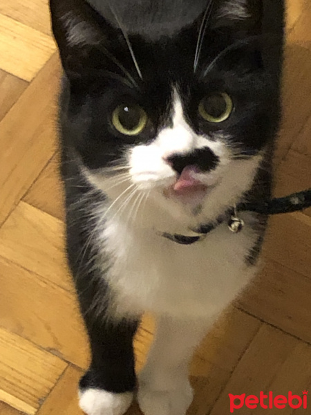 Tekir Kedi, Kedi  Minnak fotoğrafı