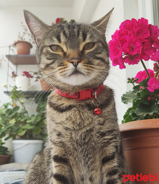 Tekir Kedi, Kedi  Nane fotoğrafı