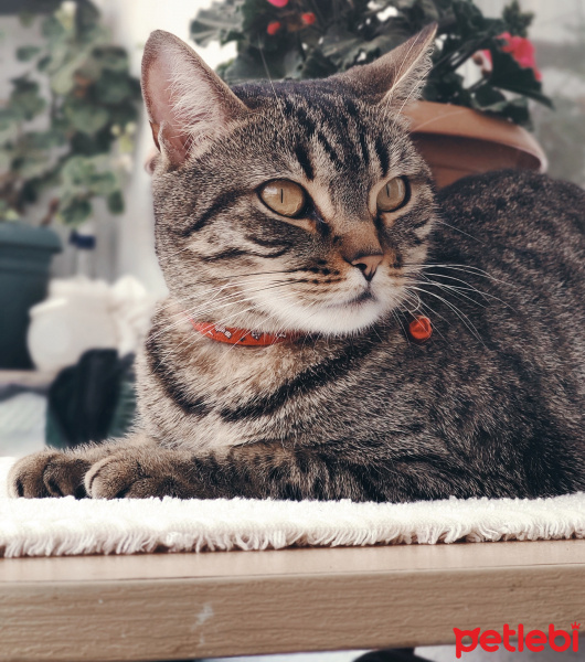 Tekir Kedi, Kedi  Nane fotoğrafı