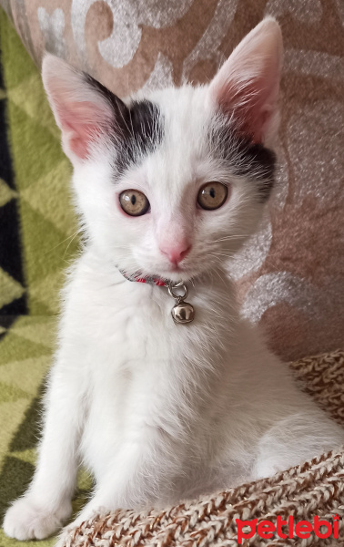 Tekir Kedi, Kedi  Hermes fotoğrafı