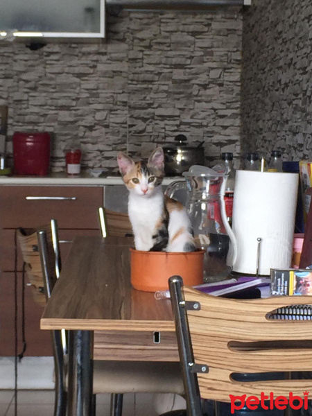 Tekir Kedi, Kedi  İsimsiz fotoğrafı