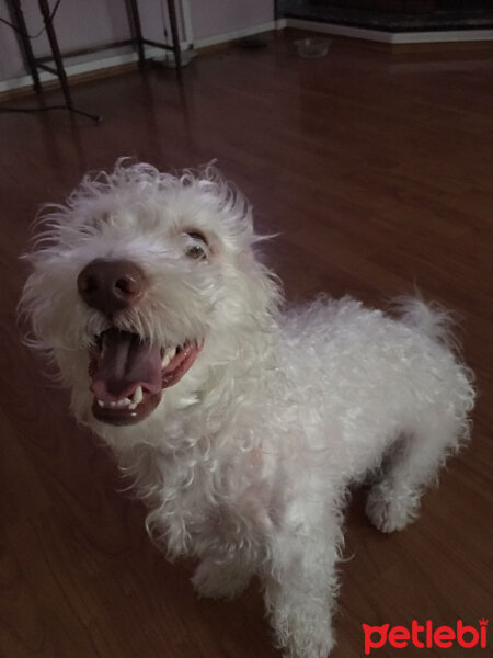 Maltese, Köpek  Bo fotoğrafı