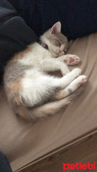 British Shorthair, Kedi  Latte fotoğrafı