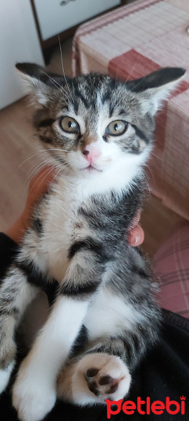 Tekir Kedi, Kedi  Mia ve Maya fotoğrafı