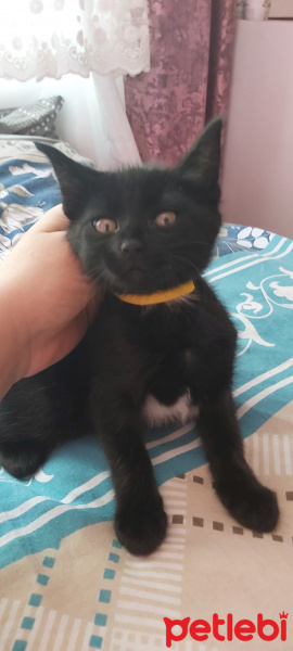 Tekir Kedi, Kedi  Mia ve Maya fotoğrafı
