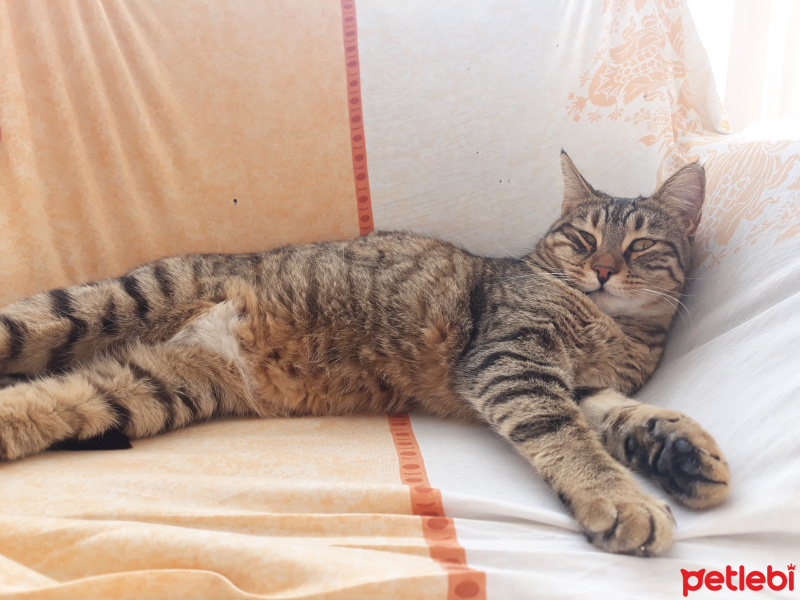 Tekir Kedi, Kedi  Badem fotoğrafı