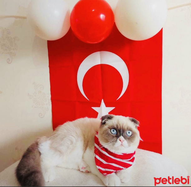 Scottish Fold, Kedi  Bambam fotoğrafı