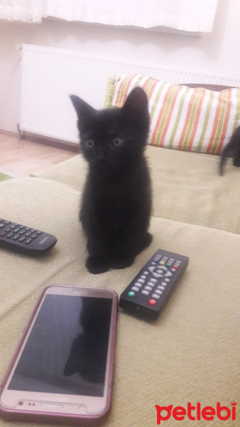 Siyam Kedisi, Kedi  Miya fotoğrafı