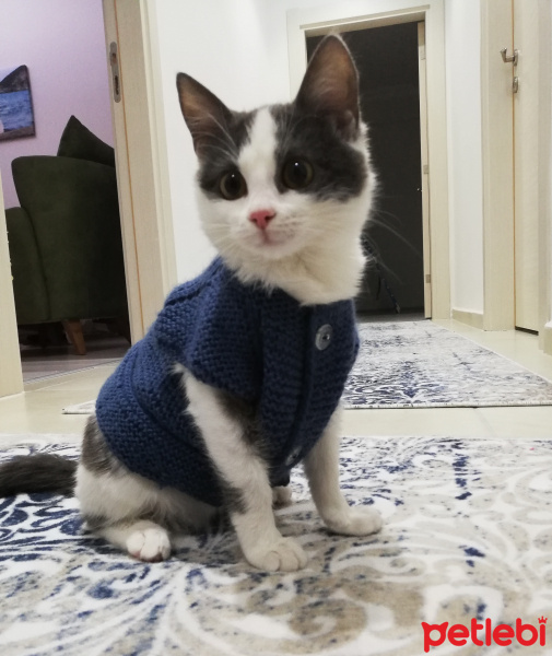 Tekir Kedi, Kedi  Gümüş fotoğrafı