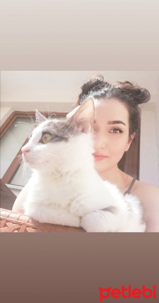 Tekir Kedi, Kedi  Gümüş fotoğrafı