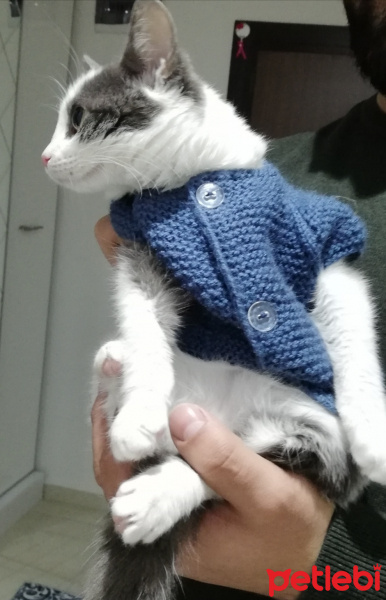 Tekir Kedi, Kedi  Gümüş fotoğrafı