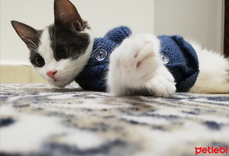 Tekir Kedi, Kedi  Gümüş fotoğrafı