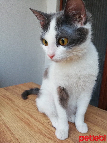 Tekir Kedi, Kedi  Gümüş fotoğrafı
