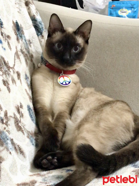 Siyam Kedisi, Kedi  Duman fotoğrafı